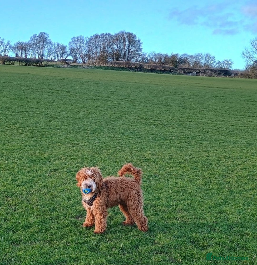 Mixed Breed dogs for sale: Australian doubledoodle puppies - Image 10
