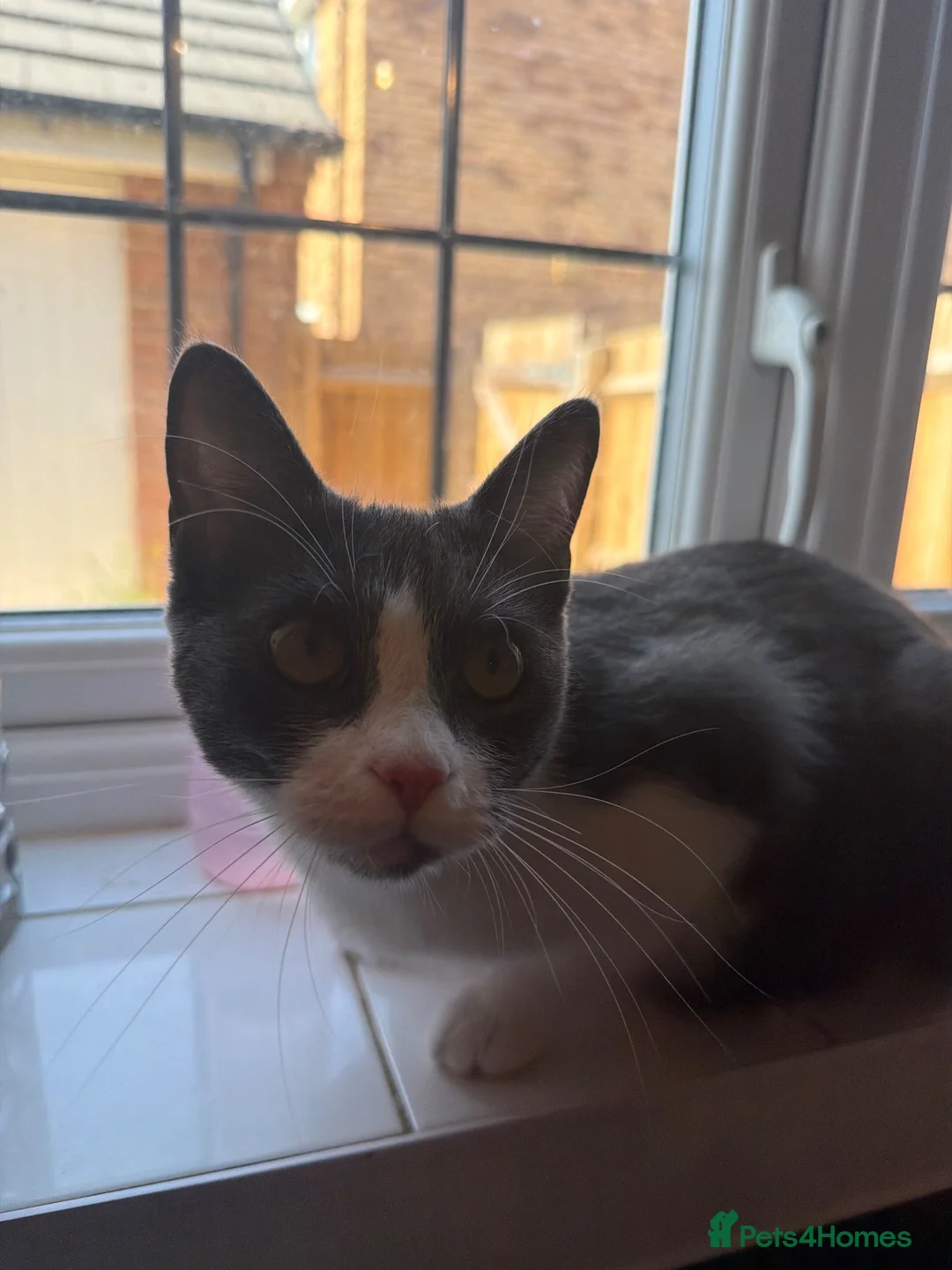 Maine Coon cats for sale: Two bonded kittens  - Advert 1
