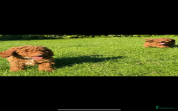 Cockapoo dogs for sale: Cockerpoo  in Carmarthen - Image 3
