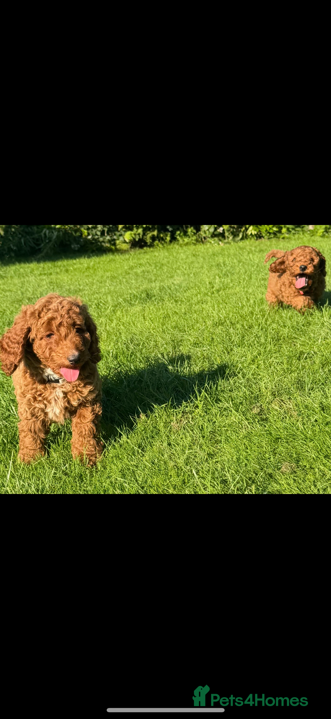 Cockapoo dogs for sale: Cockerpoo  in Carmarthen - Image 3