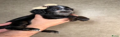 Cockapoo 3