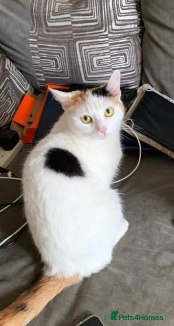 Mixed Breed cats 5 yr old cat  **  - Advert 1