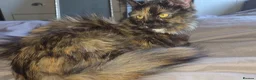 Munchkin cats for sale: Loving munchkin for sale - Advert 14