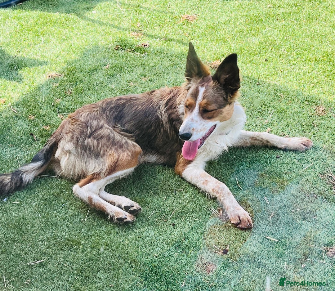 Border Collie dogs for sale: 2 x Collies (Sisters) - Image 9