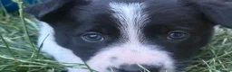 Border Collie dogs for sale: Fully Health Tested Border Collie Puppy For Sale in Coleford - Advert 10