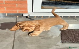 Cocker Spaniel dogs for sale: GOLDEN SHOW COCKER PUPPIES  - Image 15