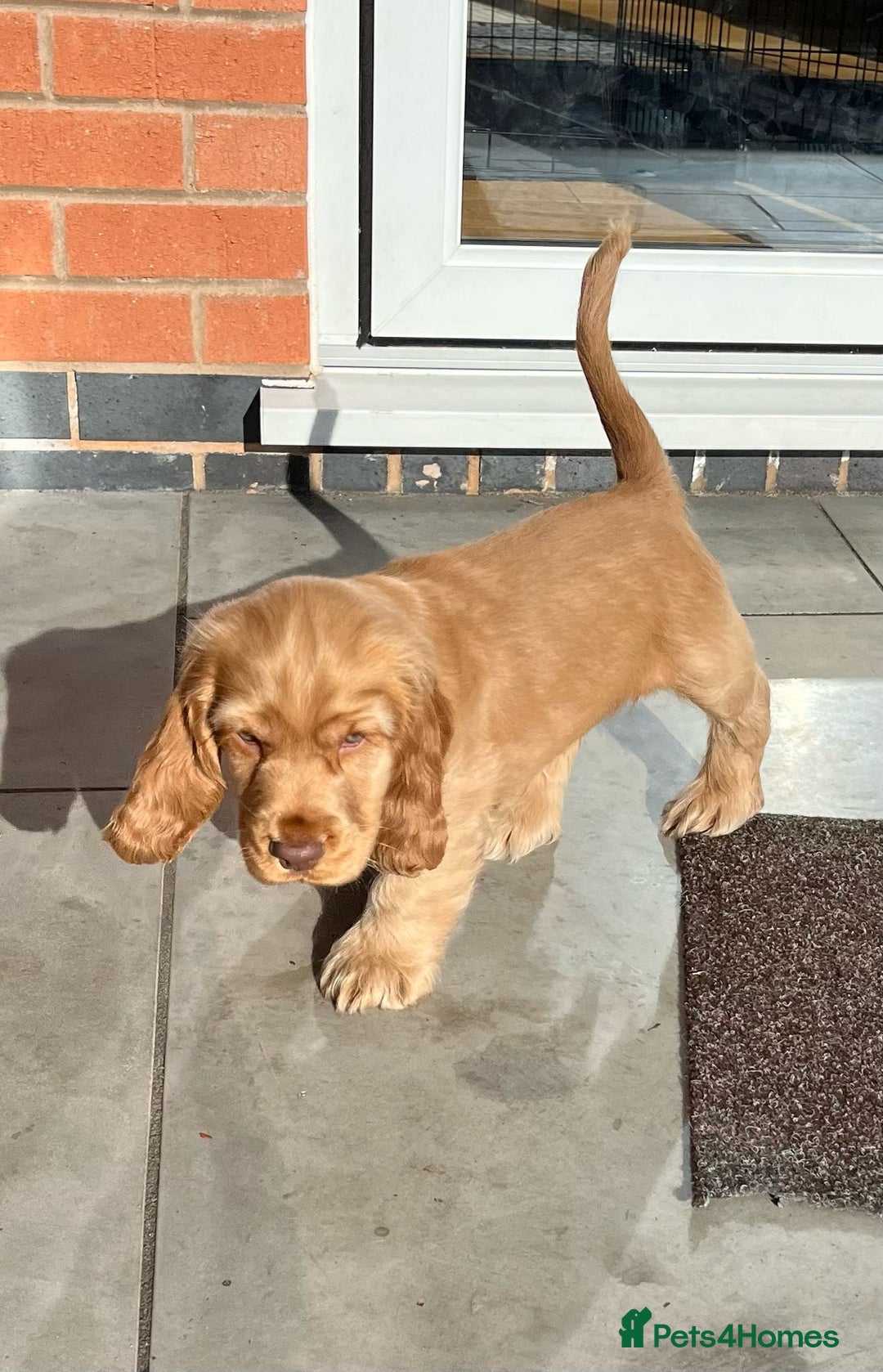Cocker Spaniel dogs for sale: GOLDEN SHOW COCKER PUPPIES  - Image 15