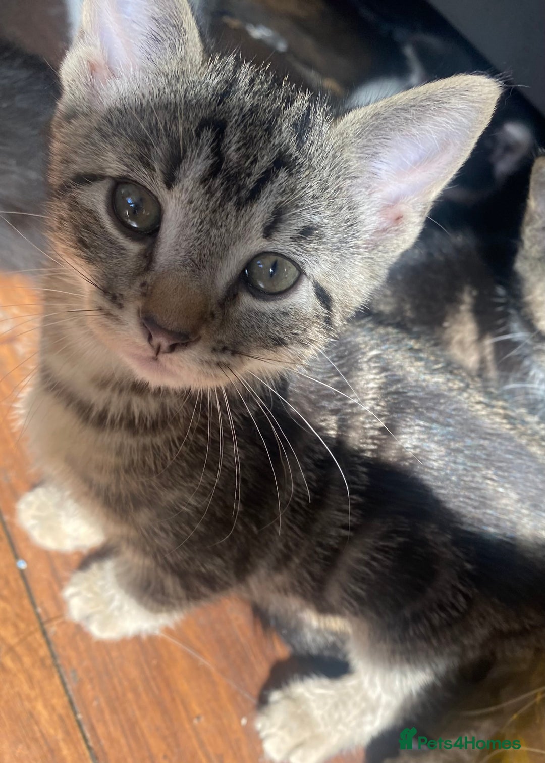 Mixed Breed cats for sale: Beautiful mixed breed kittens ready to leave 🐱❤️ - Image 1