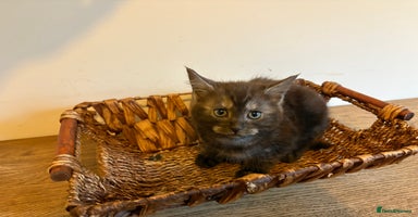 Maine Coon cats - Advert 15