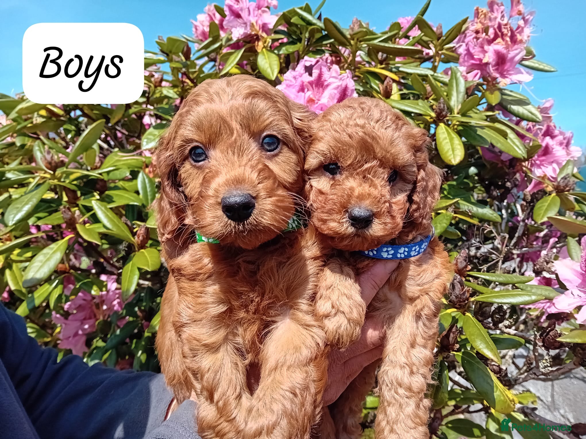 Cockapoo dogs Gorgeous Red F1b Cockapoos - Advert 1