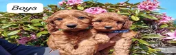 Cockapoo dogs for sale: Gorgeous Red F1b Cockapoos - Advert 1