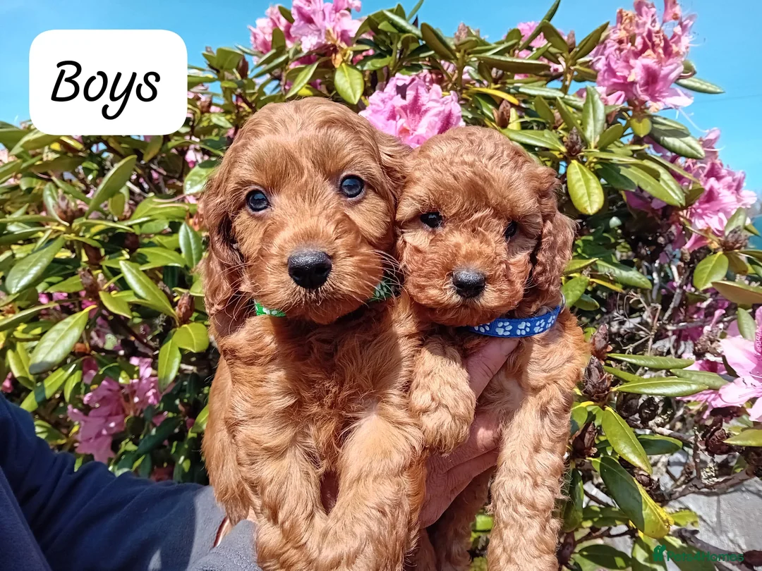 Cockapoo dogs for sale: Gorgeous Red F1b Cockapoos - Advert 1
