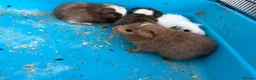 Guinea Pig rodents for sale: Male guinea pigs in Wells - Advert 4