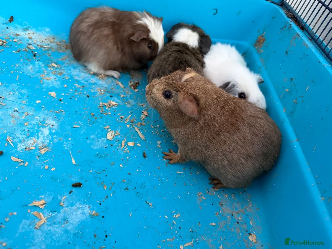 Guinea Pig rodents for sale: Male guinea pigs in Wells - Advert 4