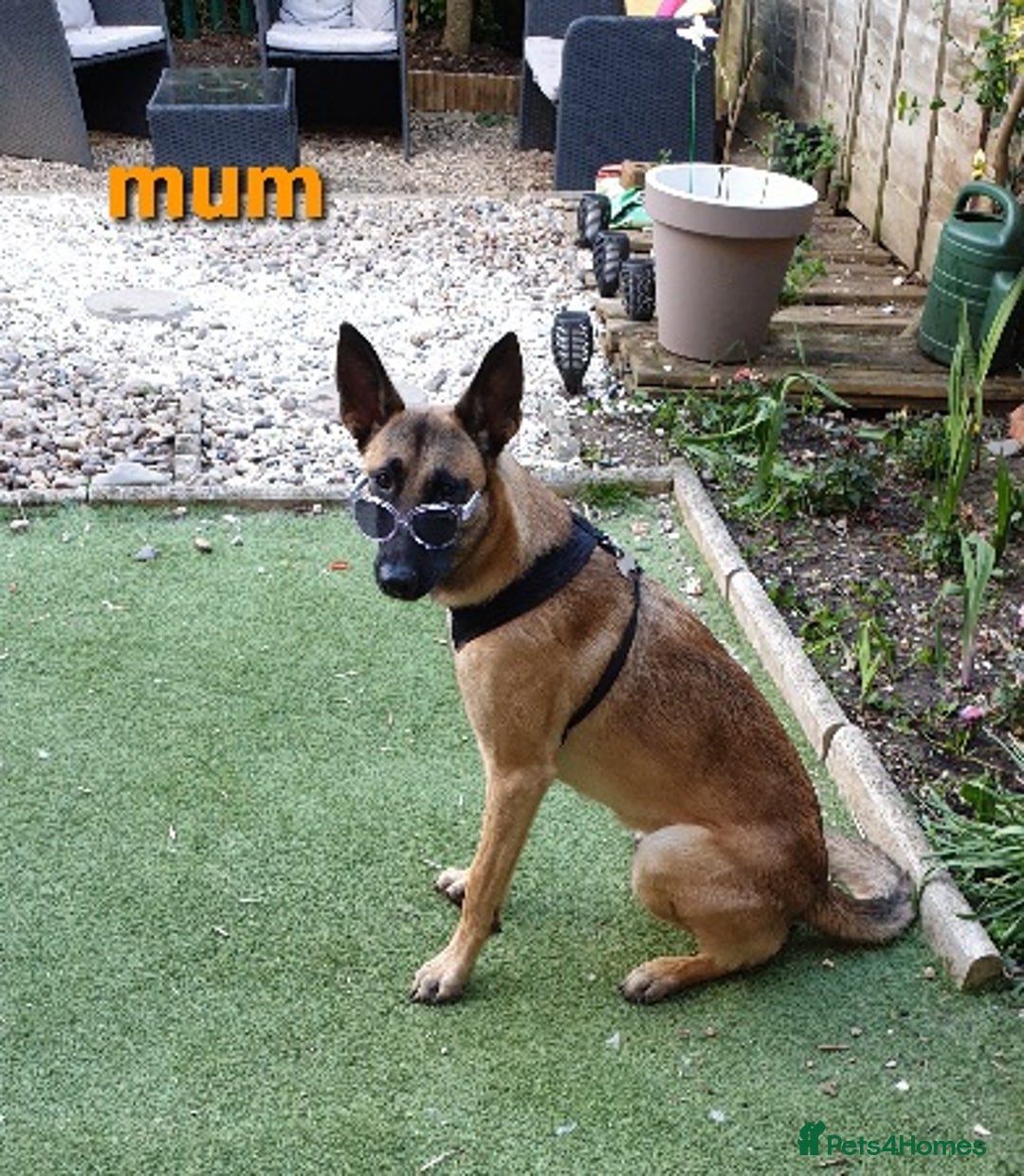 Belgian Shepherd Dog dogs for stud: Big Boy Belgian Shepherd Dog For Stud in Cheltenham - Image 8