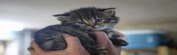 Mixed Breed cats for sale: Beautiful kittens, mixed Breed. - Advert 1