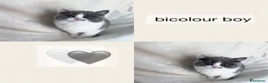 Bicolor boy