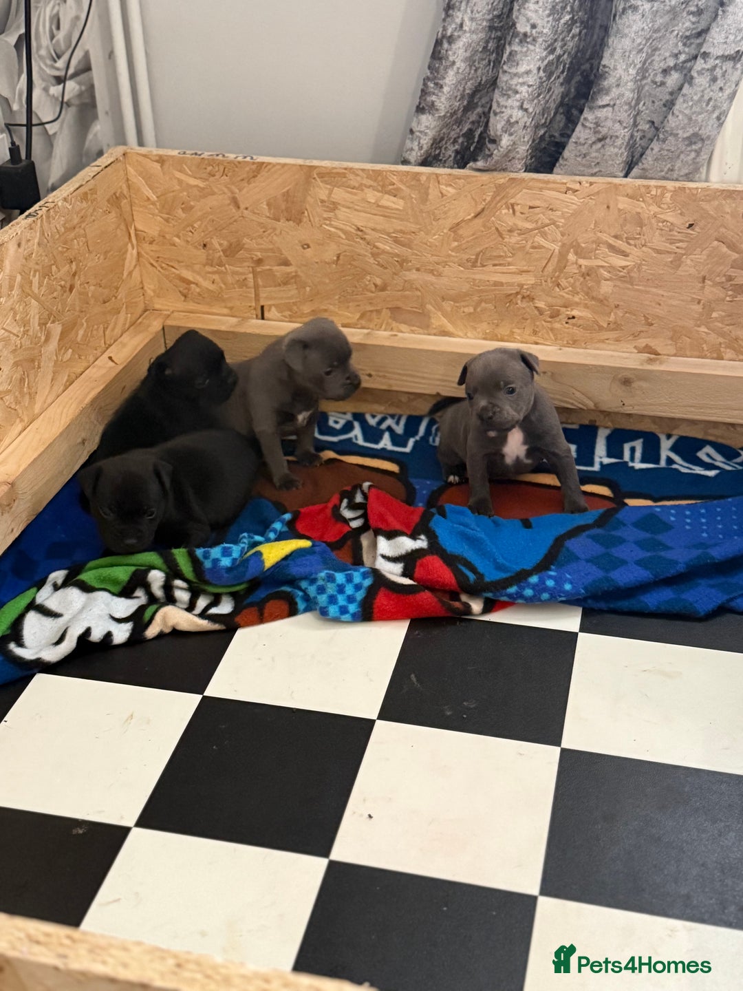 Staffordshire Bull Terrier dogs for sale: Beautiful stuffy pups  - Advert 11