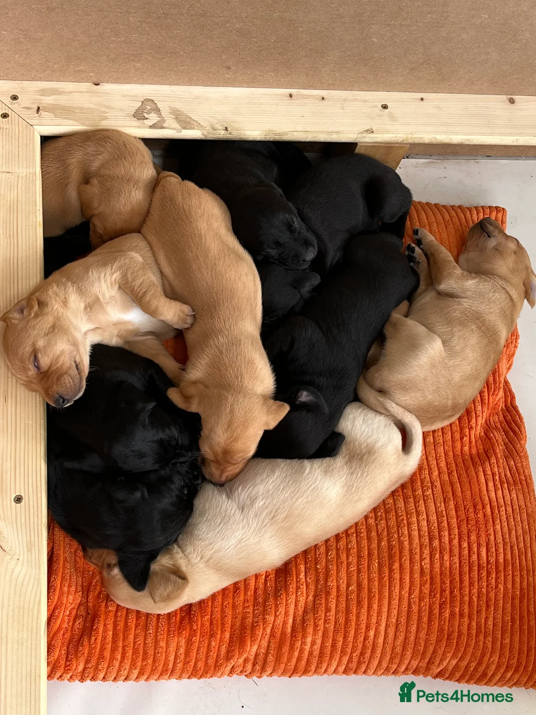 Labrador Retriever dogs for sale: Grayador Puppies - Advert 5