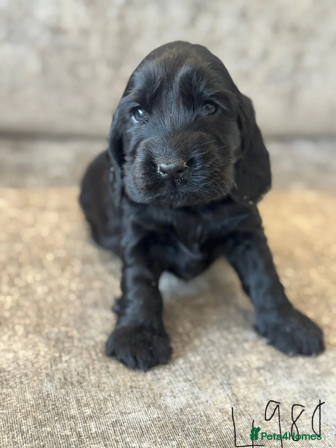 Cocker Spaniel dogs for sale: 100% SHOWTYPE KC REG FROM HEALTH TESTED PARENTS  - Advert 10