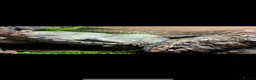 Boa Snake reptiles for sale: Paraguayan Rainbow Boa - Advert 1
