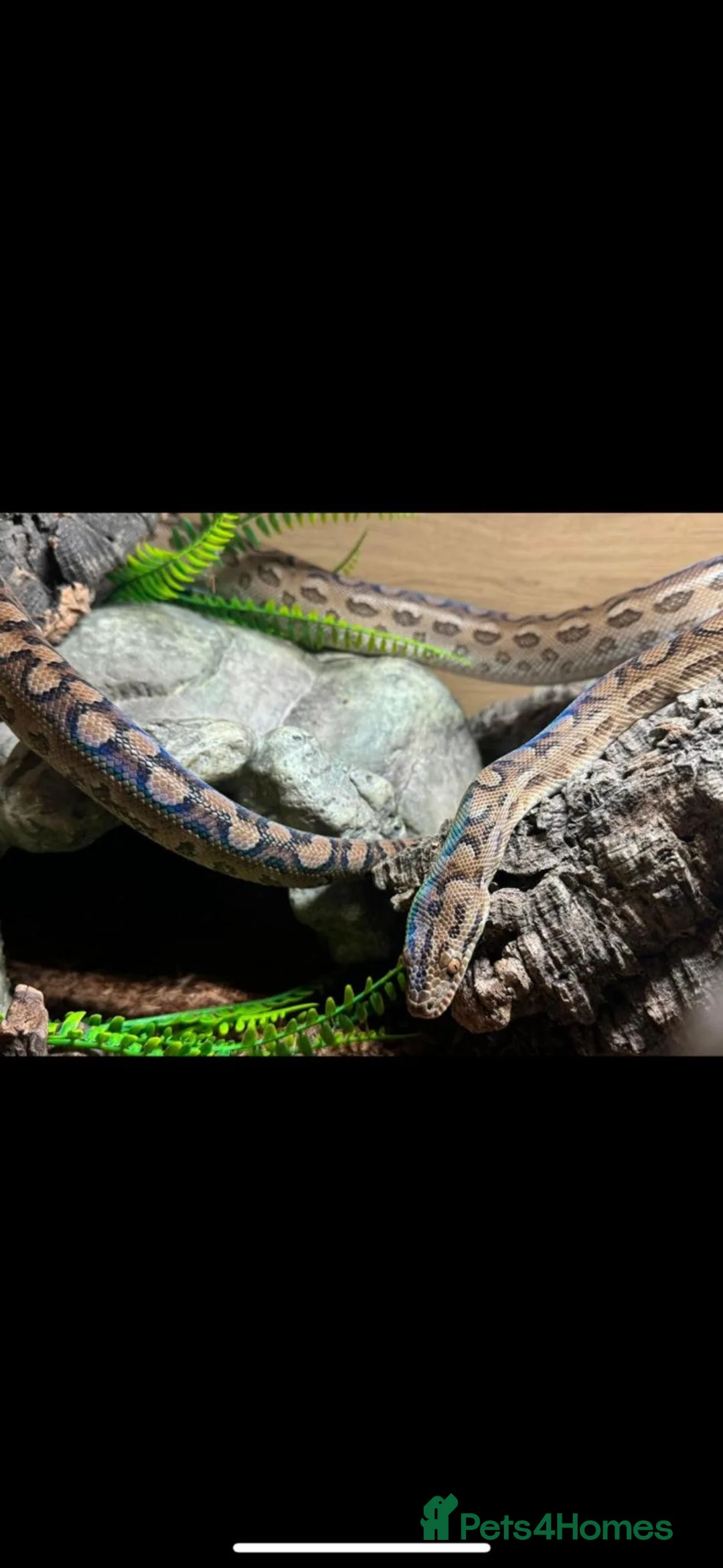 Boa Snake reptiles for sale: Paraguayan Rainbow Boa - Advert 1