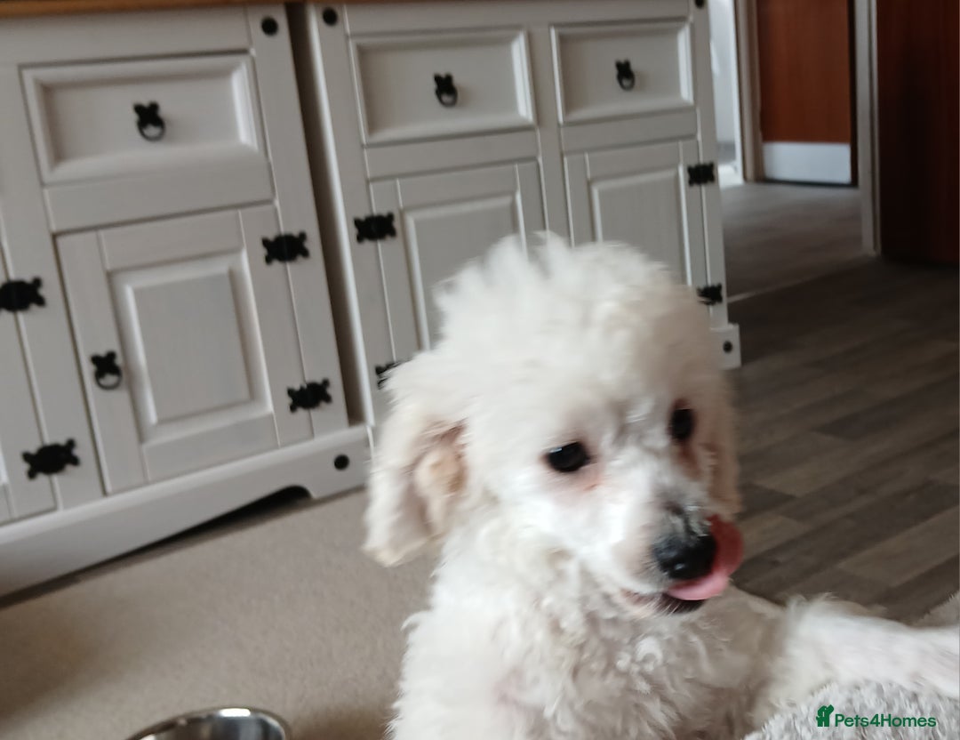 Miniature Poodle dogs for sale: Beautiful boy  - Image 5
