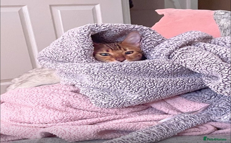 Bengal cats - Advert 16