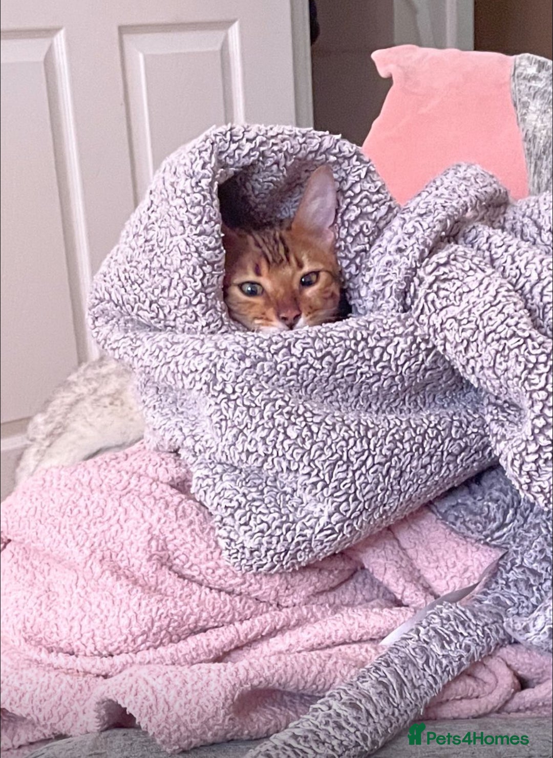 Bengal cats for sale: 2 Sweet Girls NOT spayed  - Image 2