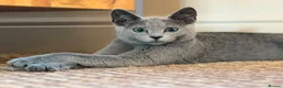 Russian Blue cats for sale: TICA registered Kitten looking for a special home in Sleaford - Advert 3