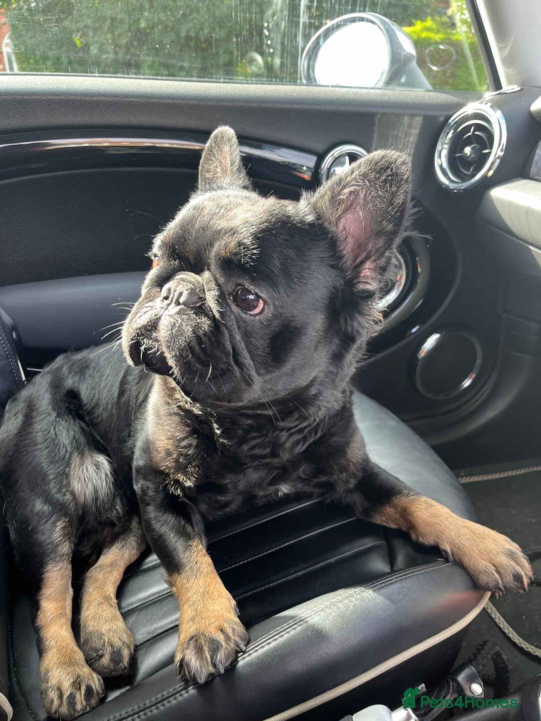 French Bulldog dogs for stud: Big fluffy frenchie boy - Image 9