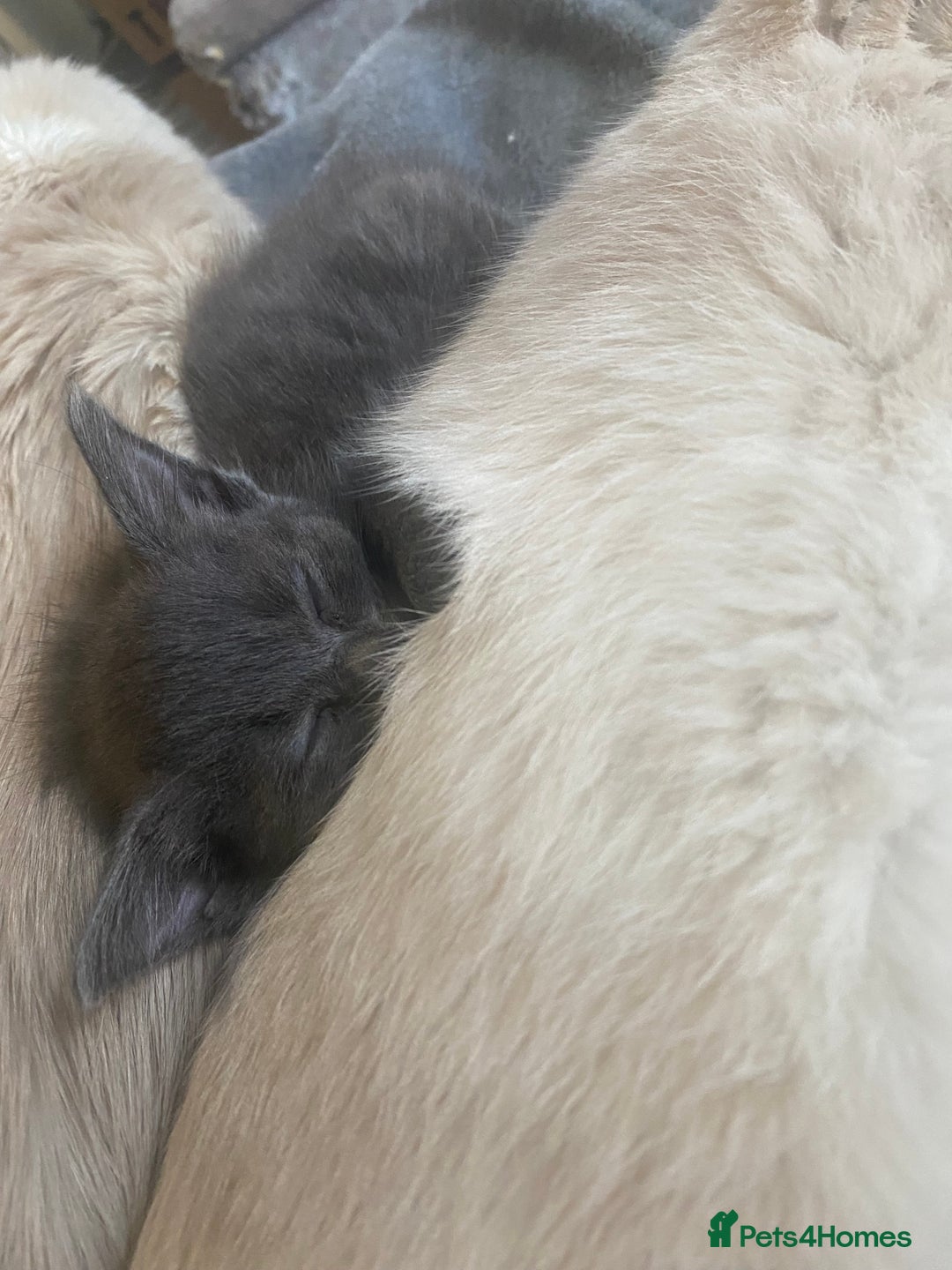 Mixed Breed cats for sale: 3 beautiful ragdoll cross British shorthair - Advert 2