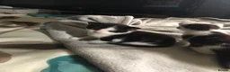 Mixed Breed cats for sale: Kittens for sale  - Advert 20