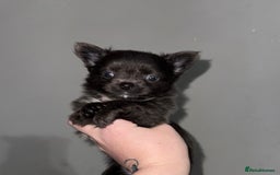 Chihuahua dogs for sale: Long coat Chihuahua puppies - Image 17