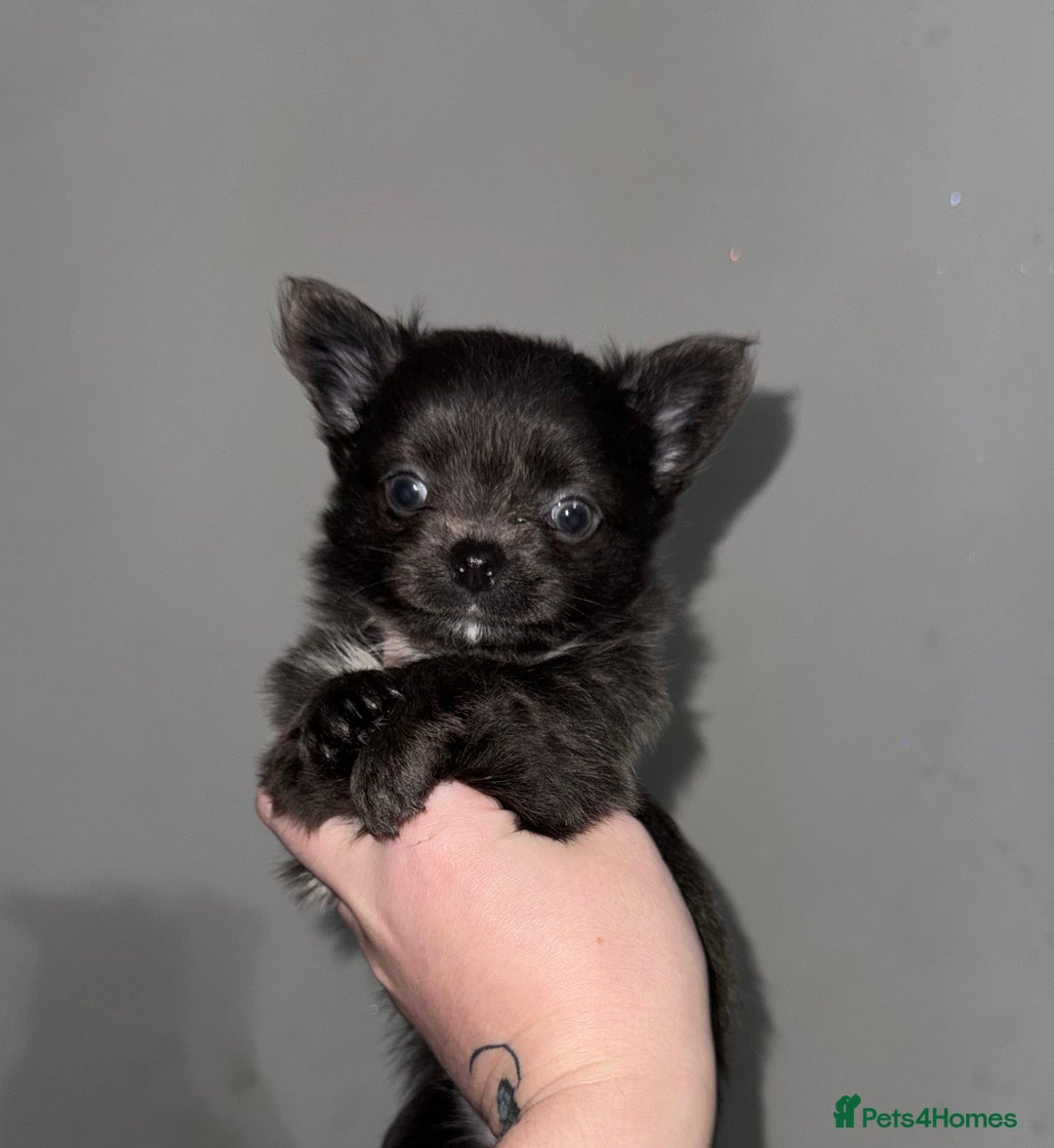 Chihuahua dogs for sale: Long coat Chihuahua puppies - Image 17
