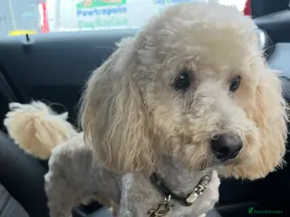 Miniature Poodle dogs Gorgeous miniature poodle for stud - Advert 1