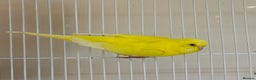 Budgerigars birds for sale: Bonded pair of beautiful yellow budgies  - Advert 6