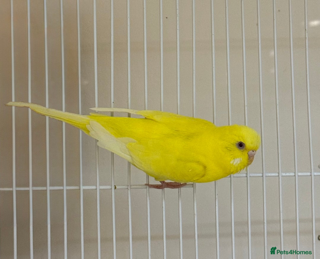 Budgerigars birds for sale: Bonded pair of beautiful yellow budgies  - Advert 6