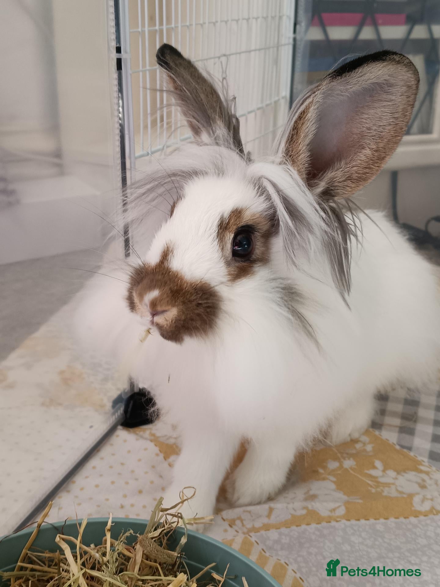 Mixed Breed rabbits Young neutered male looking for loving home - Advert 1