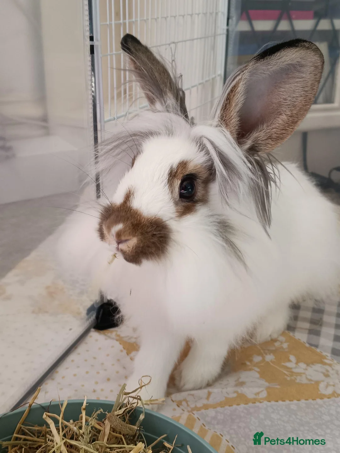 Mixed Breed rabbits for sale: Young neutered male looking for loving home - Advert 1
