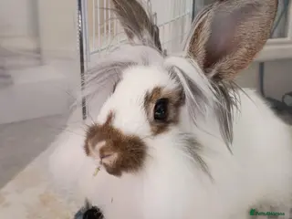 Mixed Breed rabbits Young neutered male looking for loving home - Advert 1