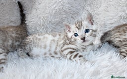 Bengal cats for sale: 🏆OUTSTANDING SHOW WINNING BENGALS KITTENS🔥 - Image 3