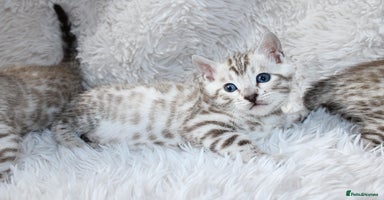 Bengal cats - Advert 8