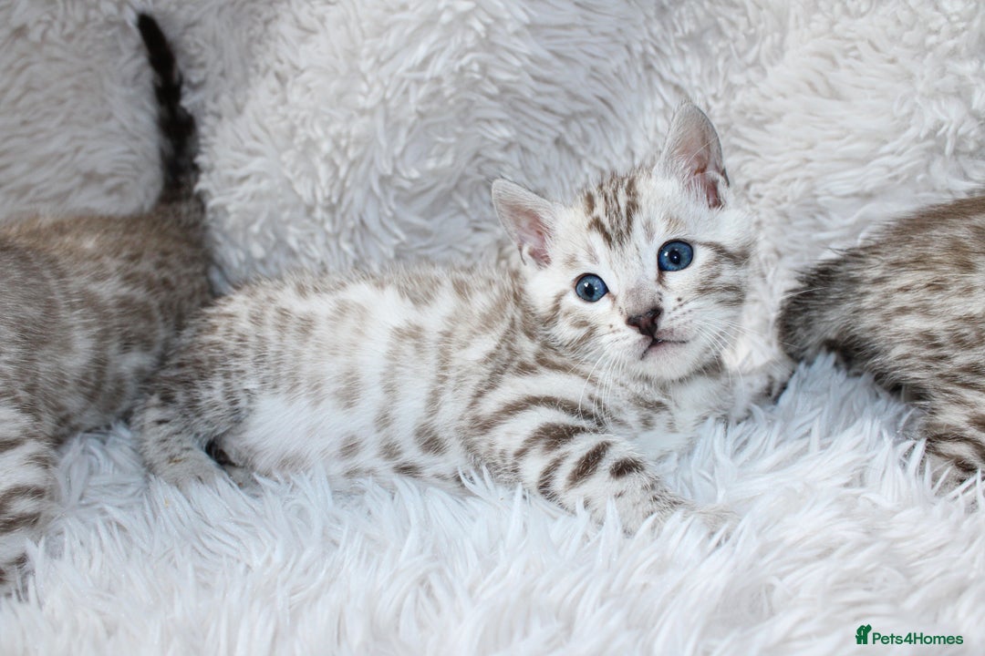Bengal cats for sale: 🏆OUTSTANDING SHOW WINNING BENGALS KITTENS🔥 - Image 3