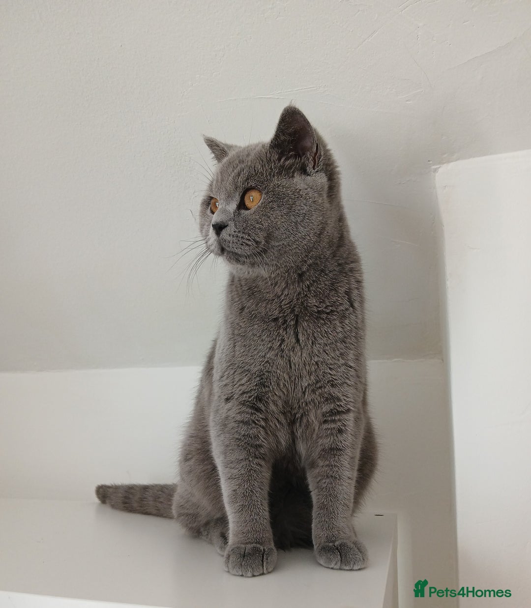 British Shorthair cats for sale: STUNNING LILAC BLUE BHS YOUNG FEMALE CAT - Advert 18