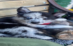 Pomsky dogs for sale: Beautiful female pomsky - Image 5