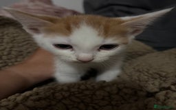 Mixed Breed cats for sale: Ginger kittens, tri colour calico black and white  - Advert 8