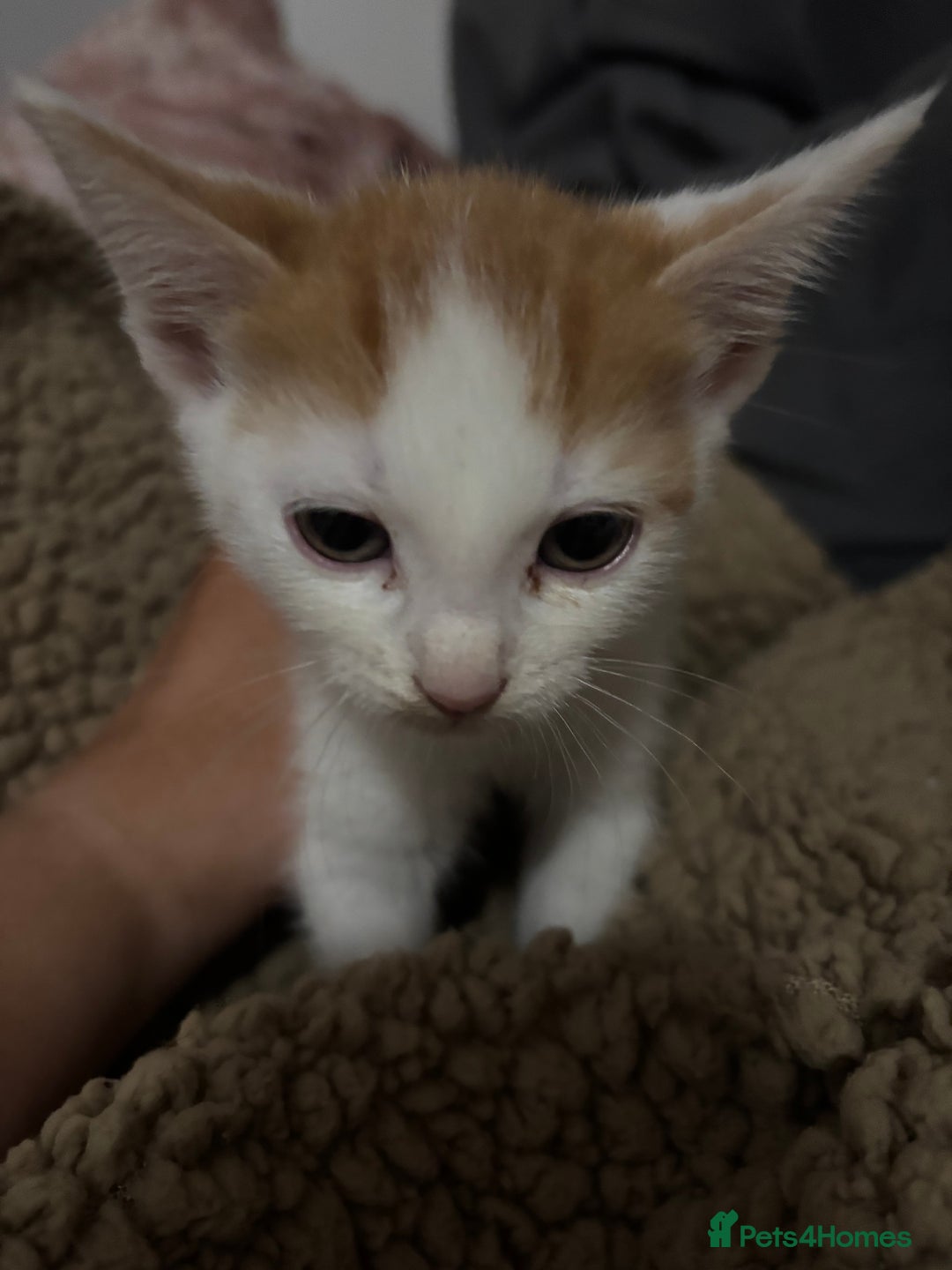 Mixed Breed cats for sale: Ginger kittens, tri colour calico black and white  - Advert 8