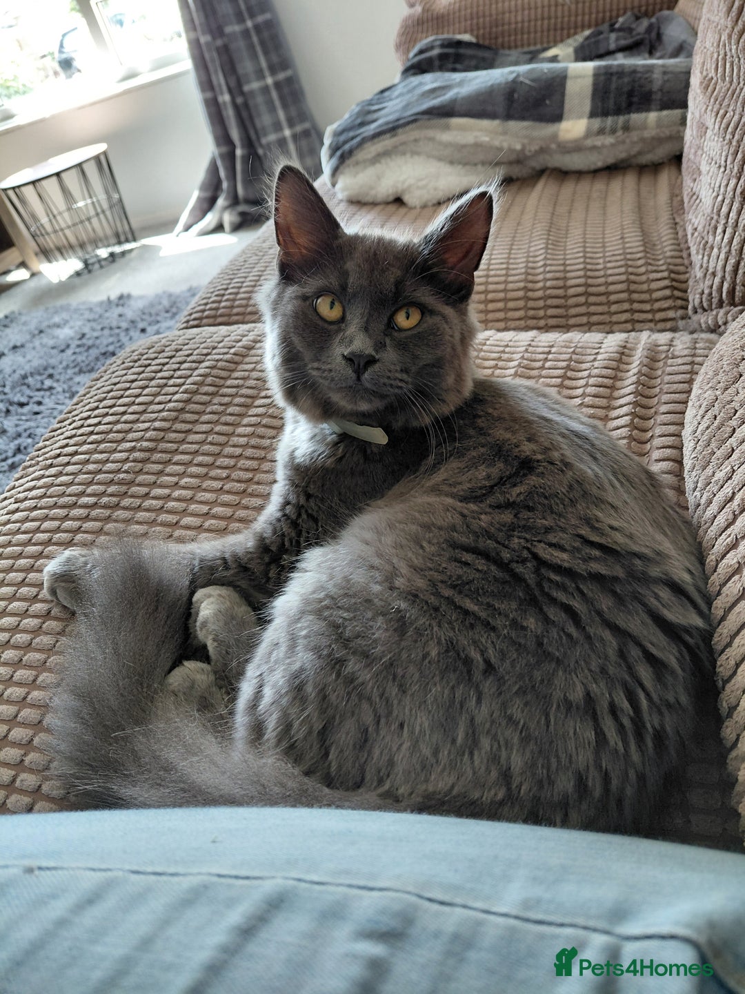 Mixed Breed cats for sale: 2 gorgeous boys for rehome - Advert 10