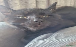 Ragdoll cats for sale: 2 Gorgeous Ragdoll/Bengal boys - Image 1